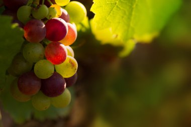 Red grapes in sunset light clipart