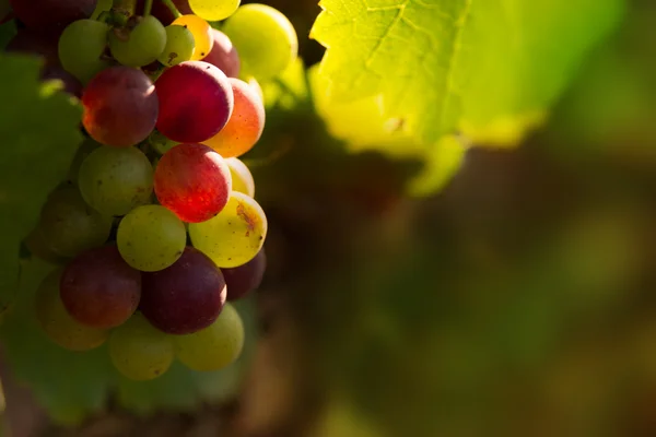 Red grapes in sunset light — Stock Photo, Image