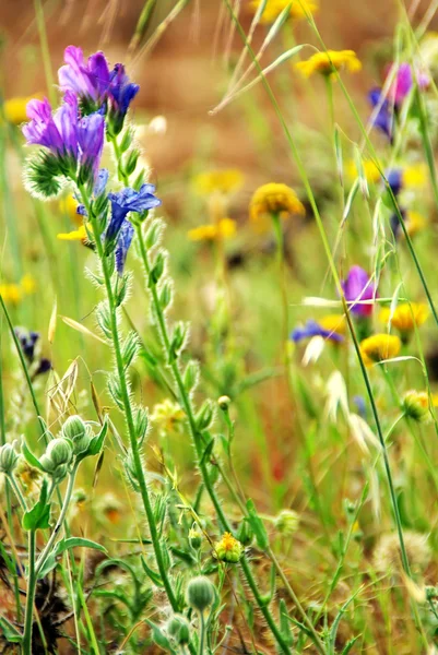 Дикие цветы на португальском поле — стоковое фото