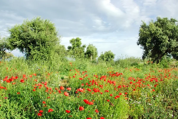 Red poppys in olive grove — Stock Photo, Image