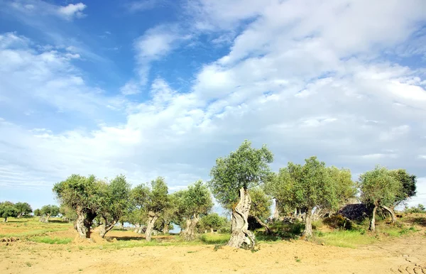 Olivového háje v Portugalsku — Stock fotografie