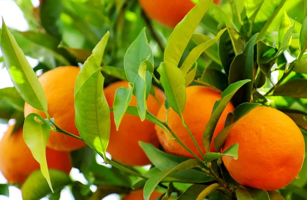 Зрелые апельсины на дереве — стоковое фото