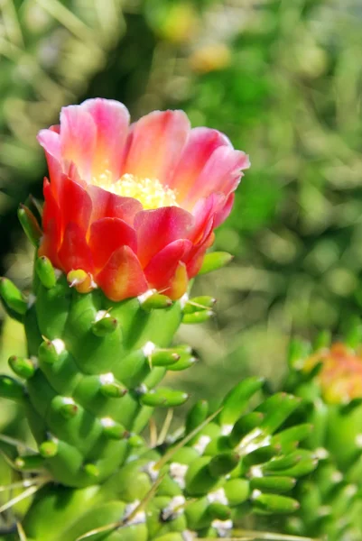 野生のサボテンの花 — ストック写真