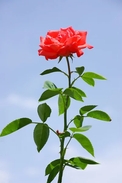 stock image Red rose and blue sky