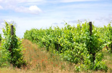 Portekiz'in alentejo bölgesi güneyinde, bağ.