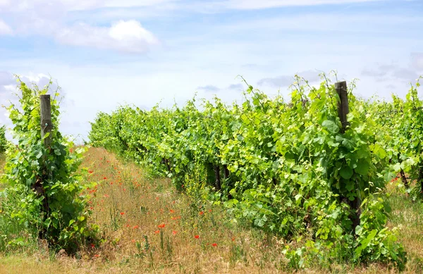 Виноградник в на південь від Португалії, регіону Алентежу. — стокове фото