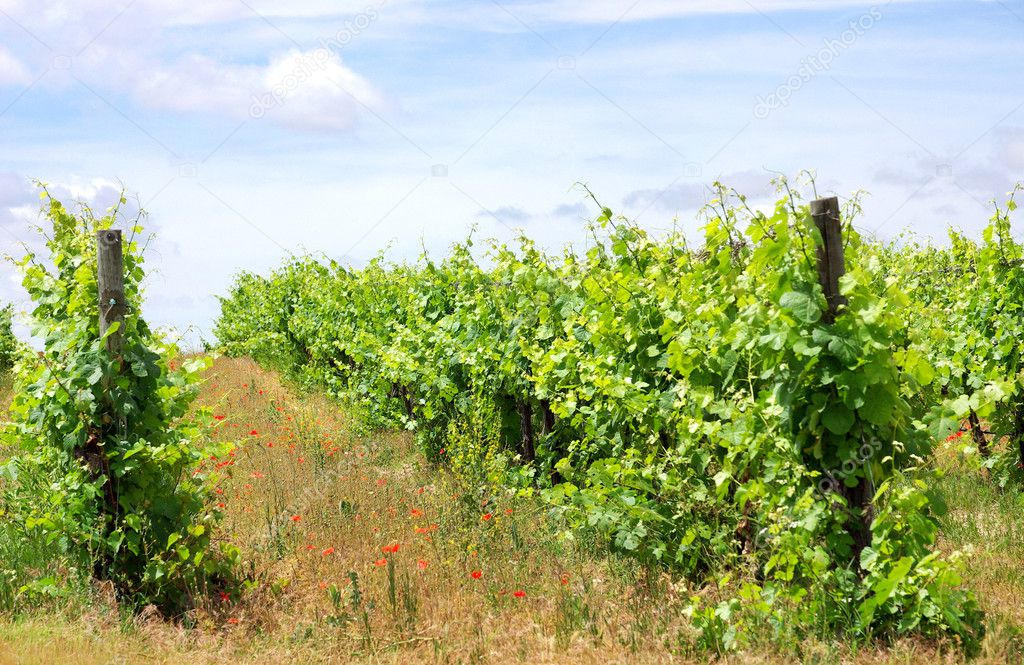 Vineyard at south of Portugal, Alentejo region.