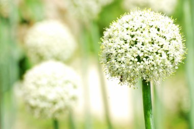 Allium onion flowers clipart