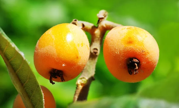 Loquats hanging on a branch — Stock Photo, Image