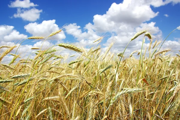 Жовті шипи на пшеничному полі — стокове фото