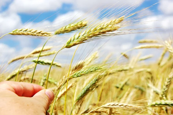 Hand with spike of wheat — Stock Photo, Image
