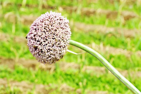 Allium cebolla flores e insectos . — Foto de Stock