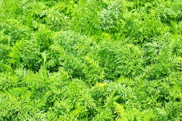 Achtergrond van groene wortel bladeren — Stockfoto