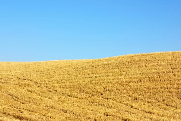 Texture of the stubble field in Portugal — Stock Photo, Image