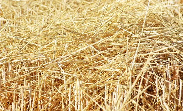 Close-up van stro textuur op veld — Stockfoto