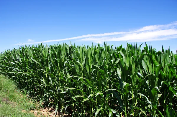 Zelené kukuřičné pole v Portugalsku — Stock fotografie