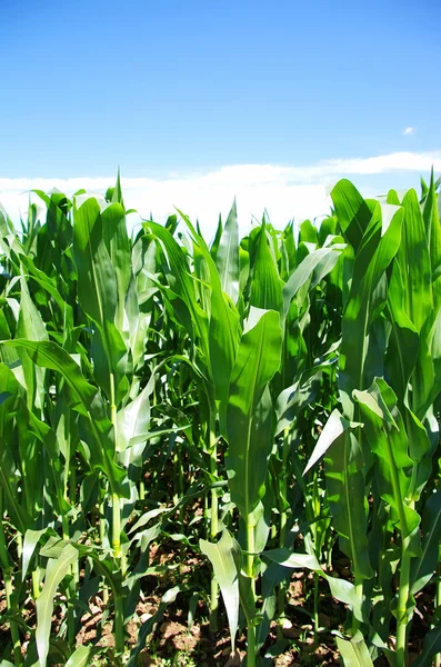 Grünes Maisfeld auf portugal — Stockfoto