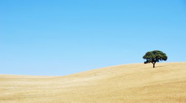 Yalnız ağaç, alentejo bölgesi, Portekiz