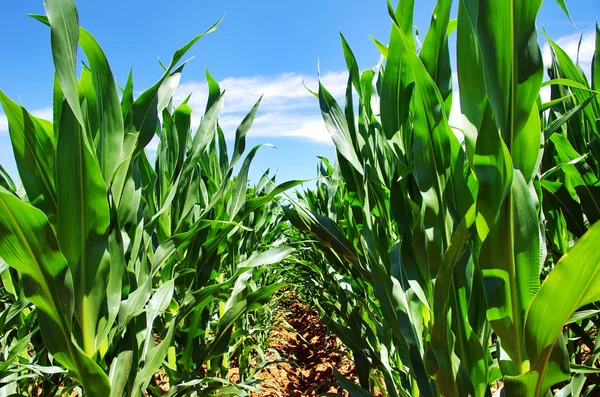 Green cornfield — Stock Photo, Image