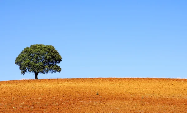 Árvore solitária na região alentejana, Portugal — Fotografia de Stock