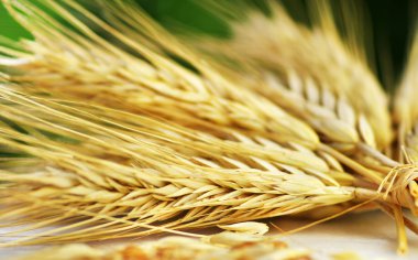 Bundle of Wheat spikes clipart