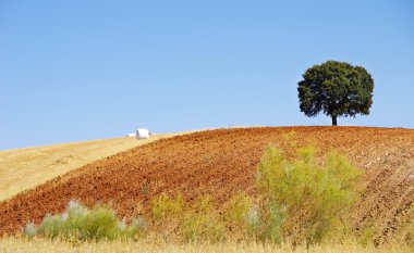 Oak tree in a field , Alentejo, Portugal clipart