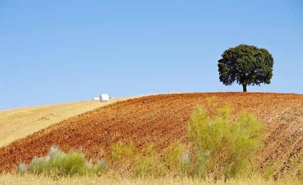 Дуб в поле, Алентежу, Португалия — стоковое фото
