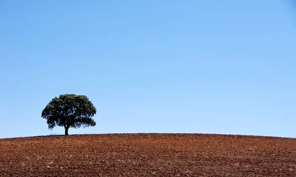 在犁过的田野棵孤独的树 — 图库照片