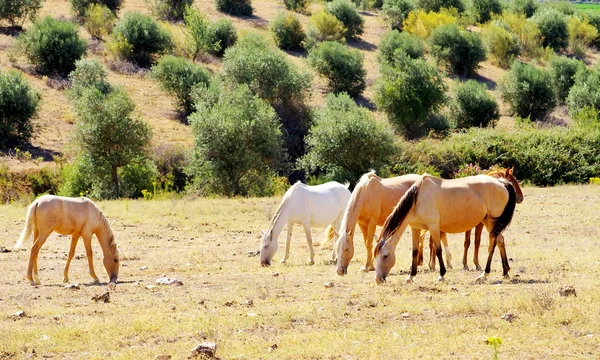 Cavalos pastando em campo seco — Fotografia de Stock