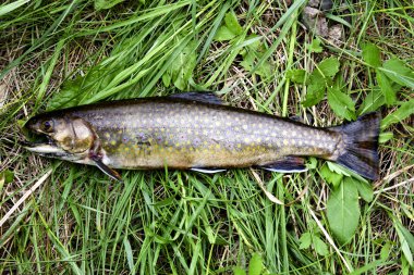 Native brook trout clipart