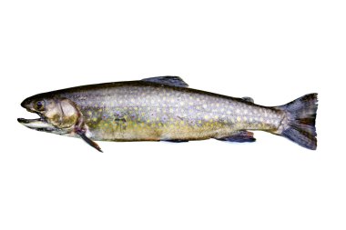 Brook trout isolated clipart