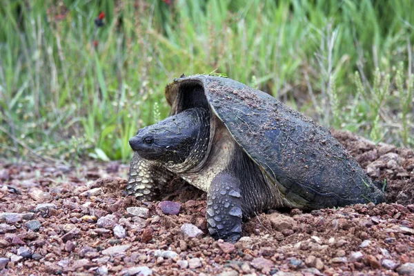 Sköldpadda lägger ägg — Stockfoto