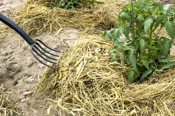 Hay fork mulching tomato plants — Stock Photo, Image
