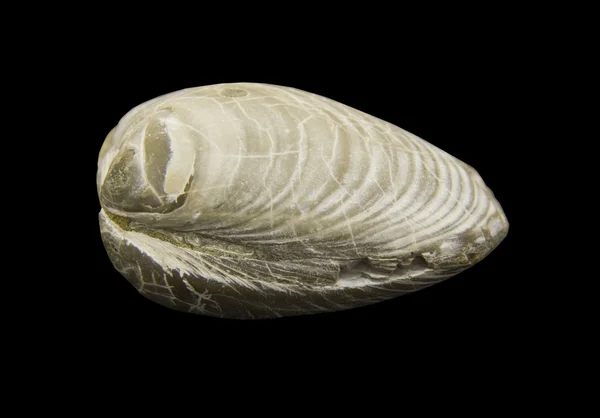 Окаменелый моллюск — стоковое фото
