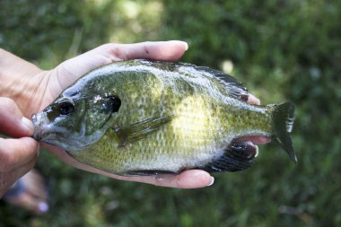 bluegill balık yakın çekim