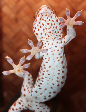 Gecko on glass inside cage clipart