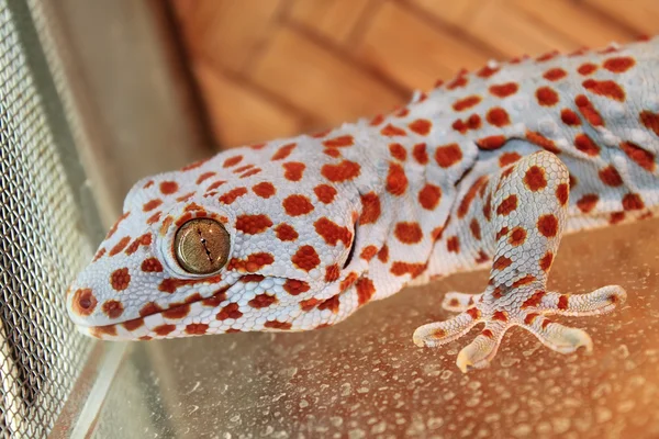 Gecko dentro da gaiola — Fotografia de Stock