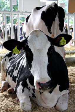 Cows on agro-industrial exhibition clipart