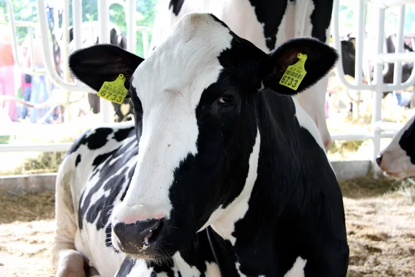 Vacas em exposição agroindustrial — Fotografia de Stock