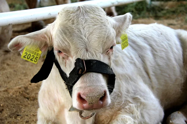 Krowy na wystawie rolno przemysłowe — Zdjęcie stockowe