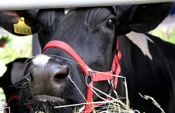 Krowy na wystawie rolno przemysłowe — Zdjęcie stockowe