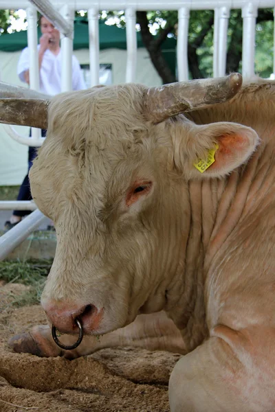 Bull na zemědělsko průmyslové výstavě — Stock fotografie