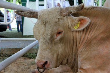 Bull on agro-industrial exhibition clipart