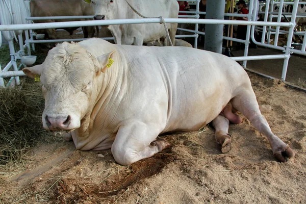 Bull sulla mostra agroindustriale — Foto Stock