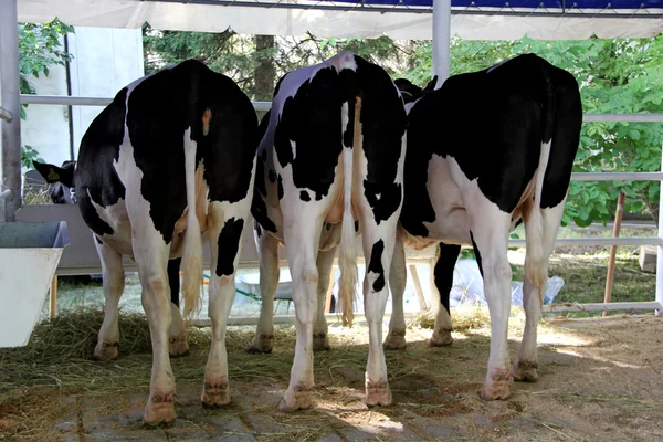 Krávy na zemědělsko průmyslové výstavě — Stock fotografie