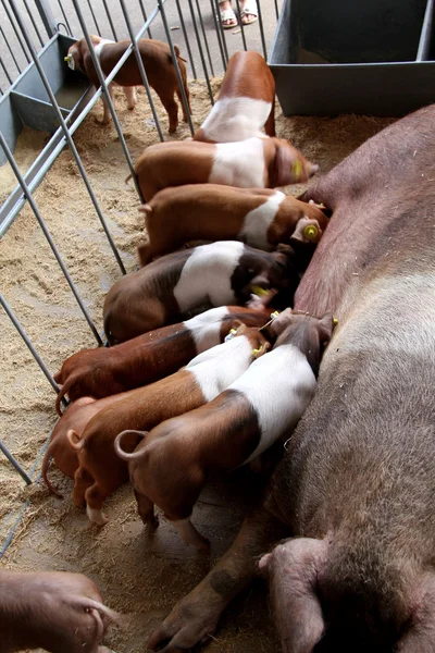 Porcos sugadores — Fotografia de Stock