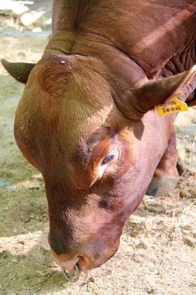 Grande touro — Fotografia de Stock