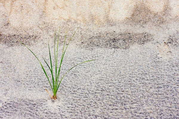 Stéblo trávy v písečné duny — Stock fotografie