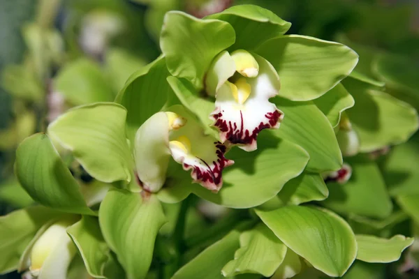 Groene orchideeën — Stockfoto