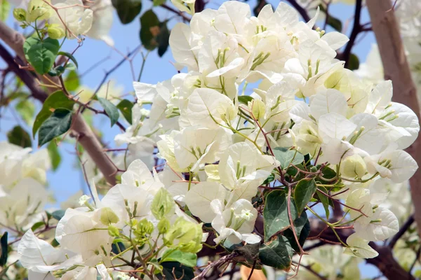 Vit bougainvillea blomma — Stockfoto